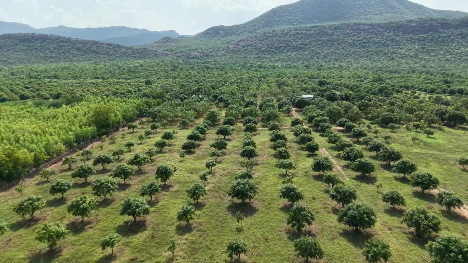 DCC Vrindavan managed mango farmland aerial view, Andhra Pradesh